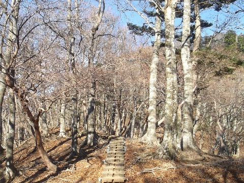 静寂のブナ林