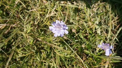 秋の花　マツムシ草