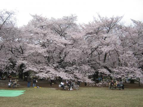 まさに、桜のドームといった感じ