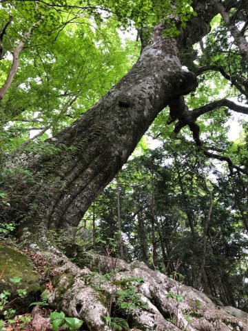 ブナの巨木　根張りが凄い