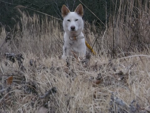 茅ヶ岳登山口　一匹のわんちゃんがお見送り