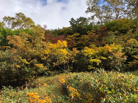 陽が差すと紅葉が鮮やか