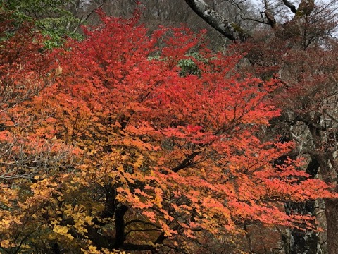 鮮烈な紅