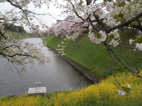 菜の花も咲き乱れ春満開