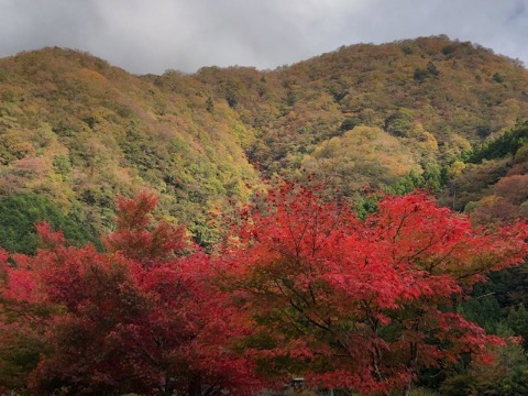 日が差すと一段と映える