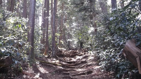 湯坂道　人も少なく気持ちの良いトレイル