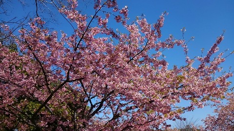 河津桜が見頃