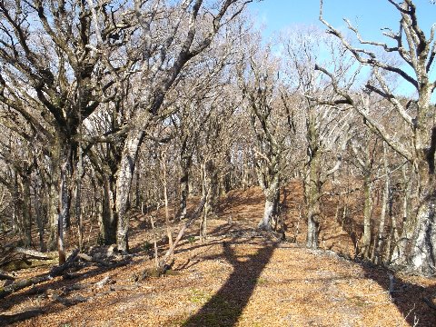 三蓋山付近のブナの原生林　ブナの巨木が至るところで見られる