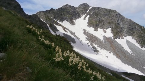 北穂高岳とコバイケイソウ