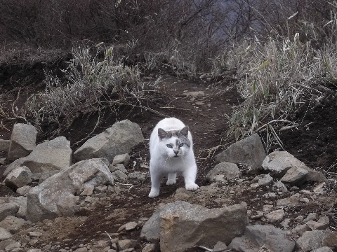 尊仏山荘のねこちゃん