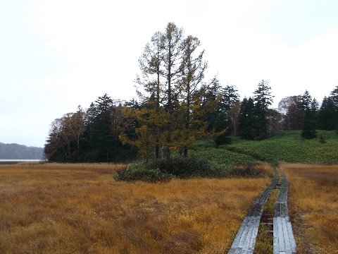 大江湿原　三本落葉松