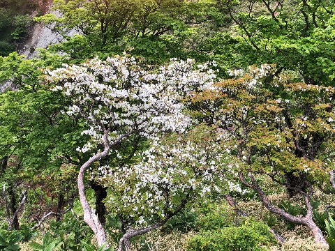 シロヤシオも少しだけ残っていた