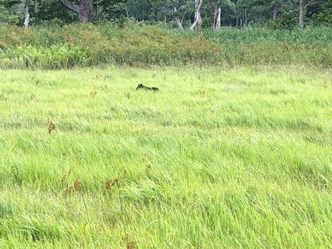 山の鼻で子熊を目撃