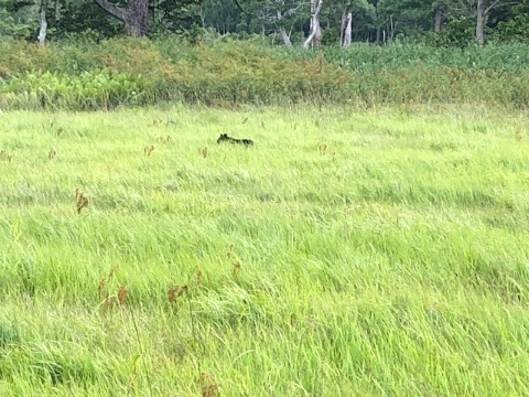 山の鼻で子熊を目撃