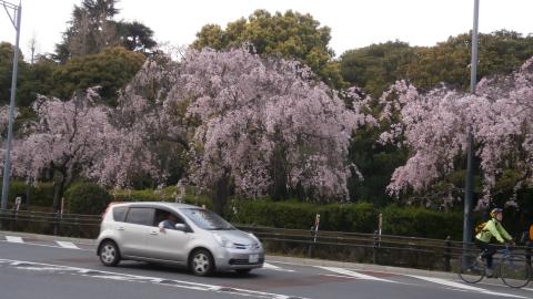 しだれ桜はちょうど見頃