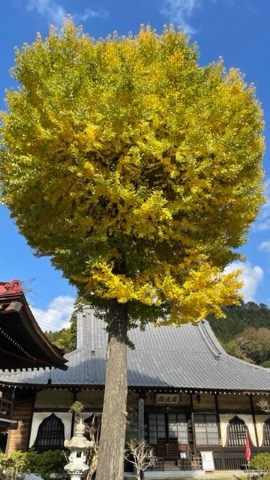 長念寺の大銀杏