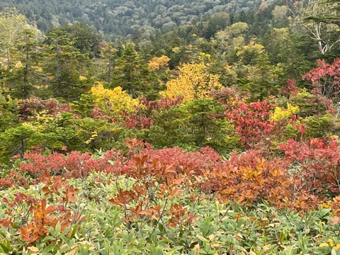 それでも至る所見事な紅葉も