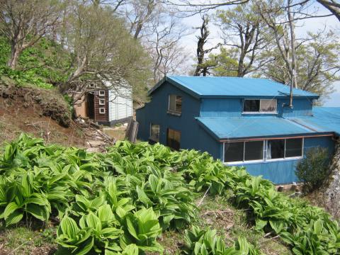 コバイケイソと青ケ岳山荘