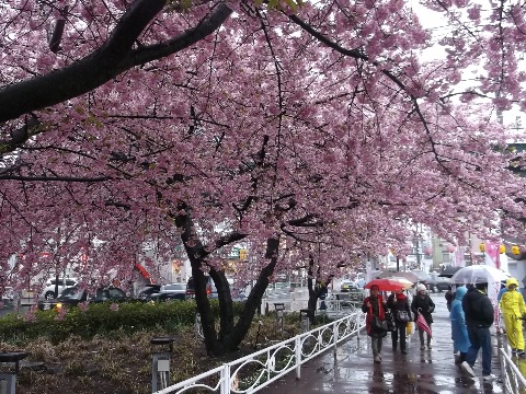 三浦海岸駅前の河津桜　レースで落ち込んだ気持ちが少し和らぐ