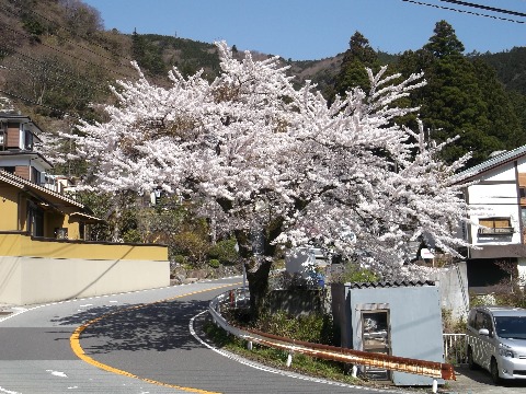 畑宿の満開の桜