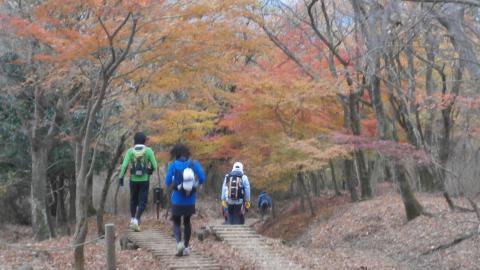 大倉尾根を下る　今日はトレイルランナーも多かった。山も以前に比べると若い人の数が増えてきた。