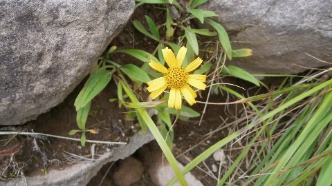 緊張の中にも　ウサギギク