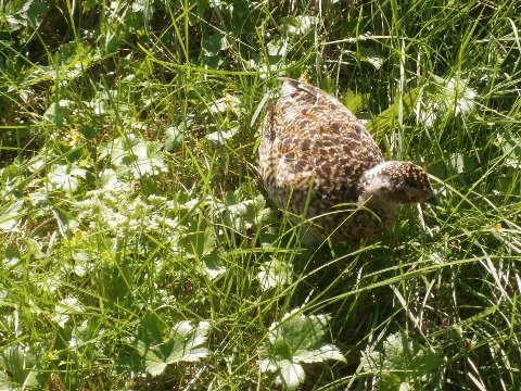 雷鳥には何度か遭遇してはいるが、今回のような子連れにあったのは過去に１回のみ。　氷河時代からの生き残りの鳥。最近では南アルプスでの生息数が激減（里から上がってきたサルの被害が多い）しているだけに誠に貴重なシーンに遭遇。小屋の従業員の人も殆どお目にかかれないとのこと。私も覚えているだけで南アルプスでは過去に４回のみ