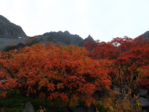 涸沢岳とナナカマド