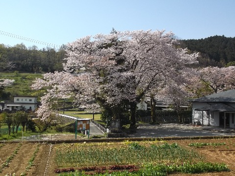 今年の桜は息が長い