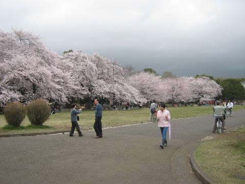 小金井公園に来るのは、小学校2年の遠足以来。44年ぶり・・・。