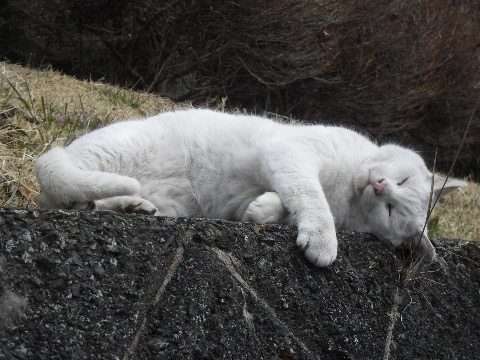 可愛らしい野良猫が