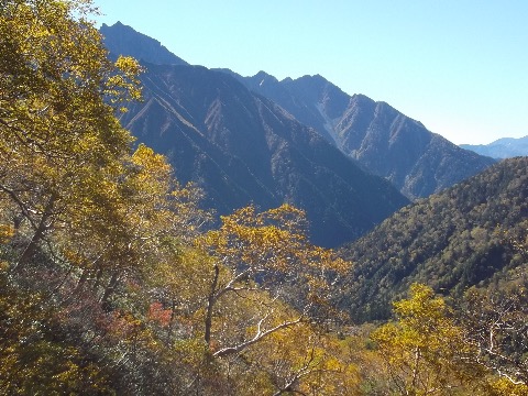 ダケカンバの黄葉と穂高連峰