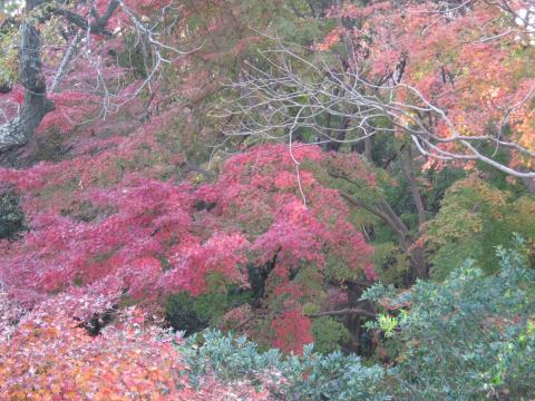 大磯城山公園のもみじ　まだまだ見頃