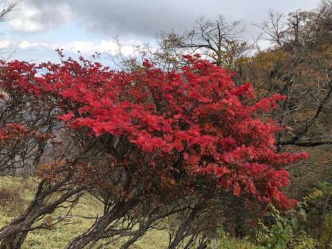 シロヤシオの紅葉