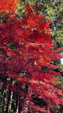 子の権現の紅葉