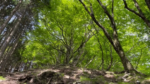 激登りの先に綺麗な新緑