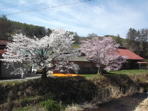 一斉に花が開花したという感じ。正に桃源郷