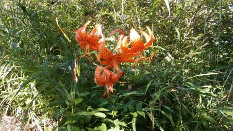 かたや夏の花　クルマユリ