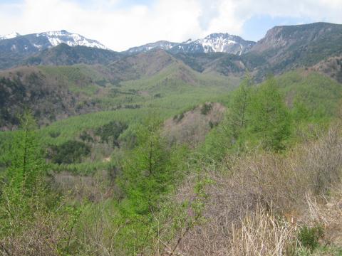 稲子湯付近からの残雪と新緑の八ヶ岳
山自体は何回も登っているが
山麓をたどることは少ない
懐深い山である。