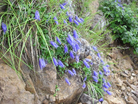 イワギキョウ