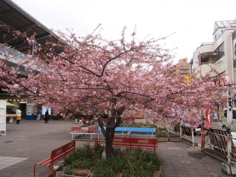 ほろ酔い気分で緋寒桜