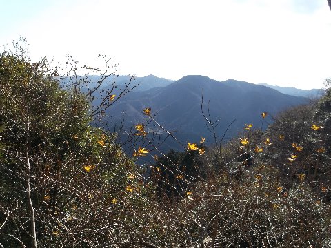 林道から垣間見る　南伊豆の山