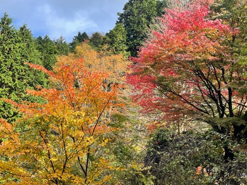 ヤビツ峠は今が盛り