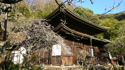 瑞泉寺の梅も見頃