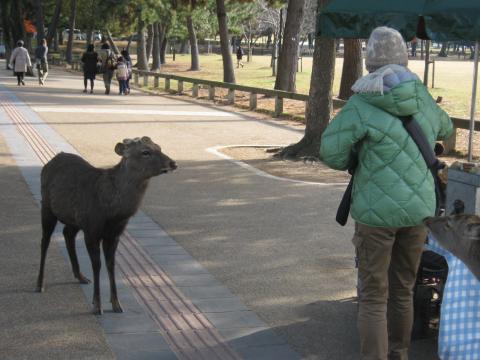 奈良公園にて