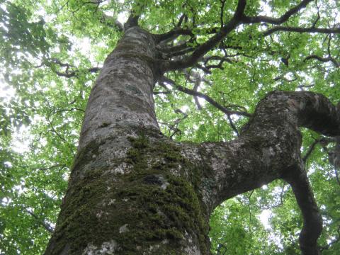 つつじ新道のブナの巨木