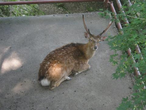 下社で保護されてい鹿君