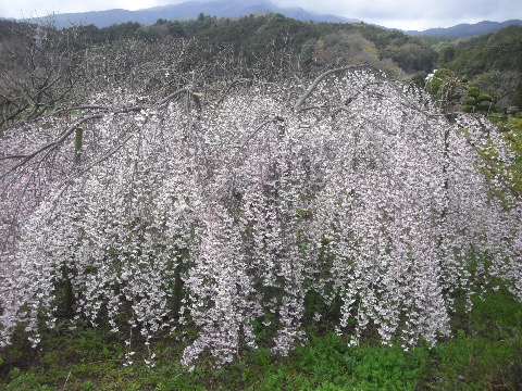 綺麗なしだれ桜