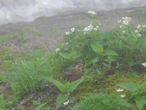 可愛らしいヒナも