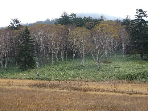 ダケカンバの黄葉